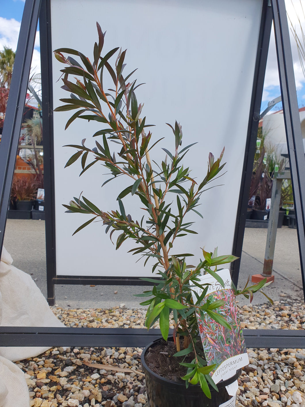 LEPTOSPERMUM OBOVATUM STARRY NIGHT 14CM POT