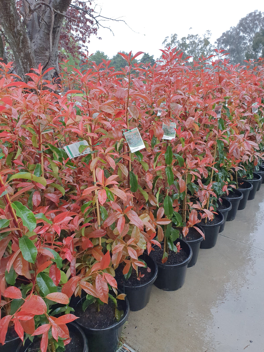 PHOTINIA ROBUSTA 30CM POT - ADVANCED 1.2M