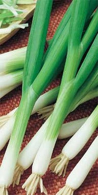 SPRING ONION VP PUNNET