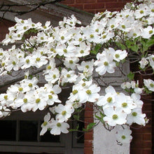 Load image into Gallery viewer, WHITE DOGWOOD - CORNUS FLORIDA ALBA 20CM POT
