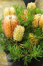 Load image into Gallery viewer, BANKSIA BIRTHDAY CANDLES 14CM pot
