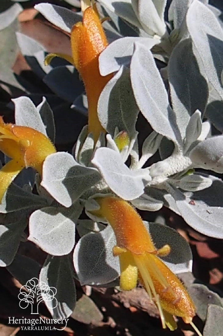 EREMOPHILA GLABRA KALBARRI CARPET 14CM POTS