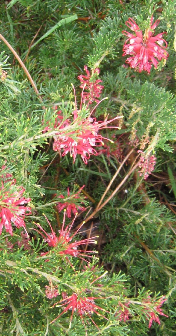 GREVILLEA ELLENDALE DRAGON 14CM POT