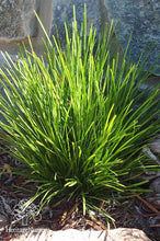 Load image into Gallery viewer, LOMANDRA LITTLE LIME 14CM POT - SMALL PLANTS.
