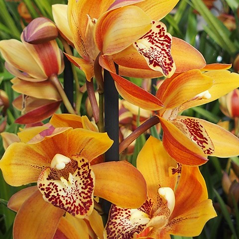 ORCHID CYMBIDIUM GRADE 3 18CM