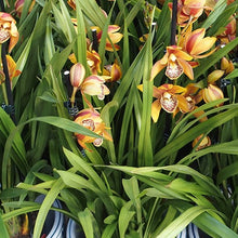 Load image into Gallery viewer, ORCHID CYMBIDIUM GRADE 3 18CM
