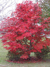 Load image into Gallery viewer, JAPANESE MAPLE -ACER PALMATUM 30CM
