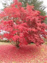 Load image into Gallery viewer, ACER PALMATUM 20CM
