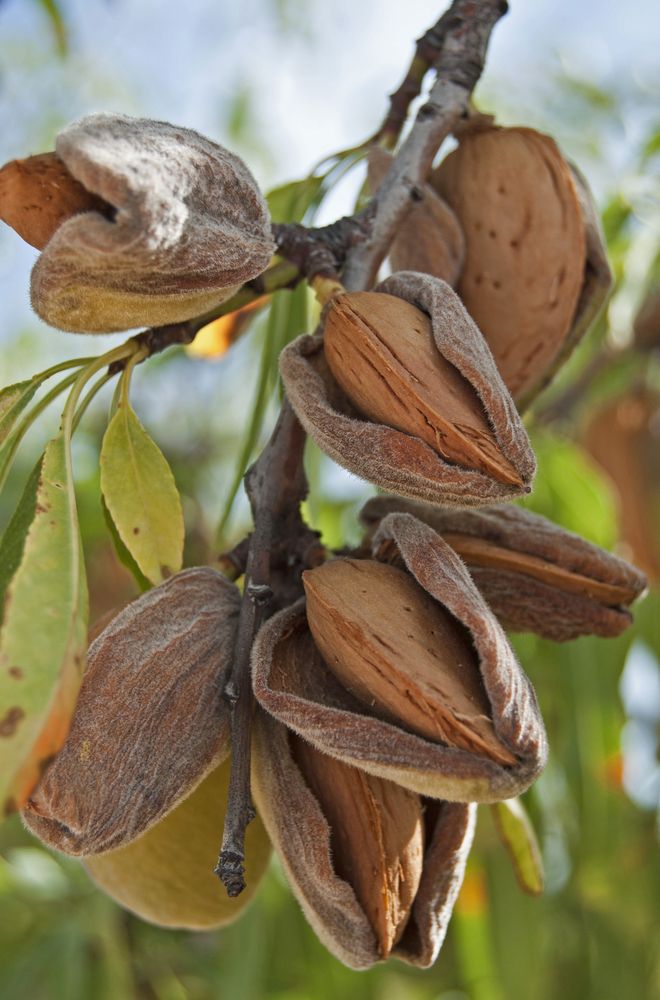 ALMOND DWF SELF POLLINATING 30CM