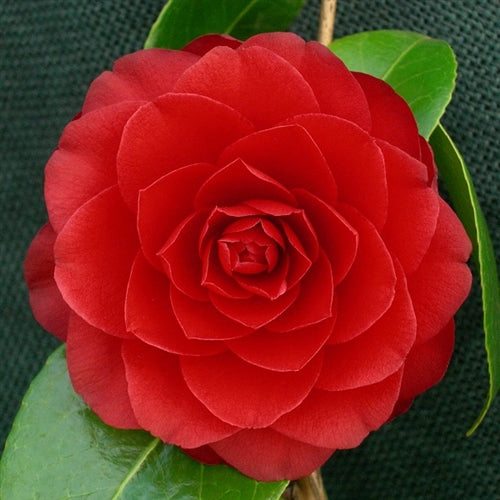 Camellia japonica Black Lace