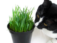 CAT GRASS 100MM POT