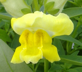 SNAPDRAGON YELLOW 6 PACK