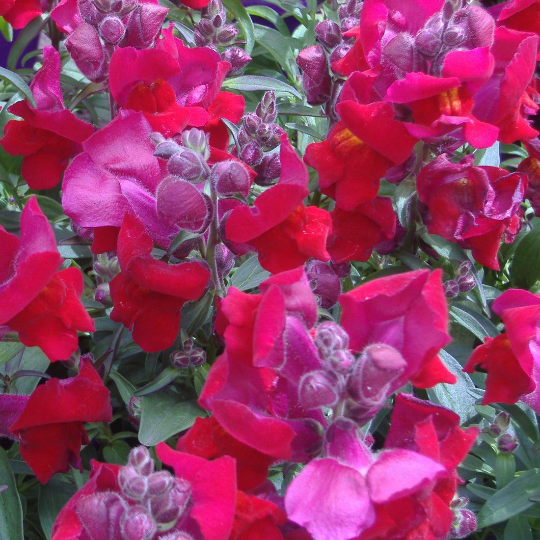 SNAPDRAGON RED 6 PACK
