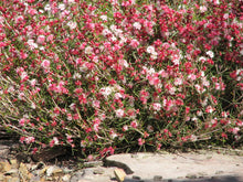 Load image into Gallery viewer, HYPOCALYMMA ANGUSTIFOLIUM 140MM POT
