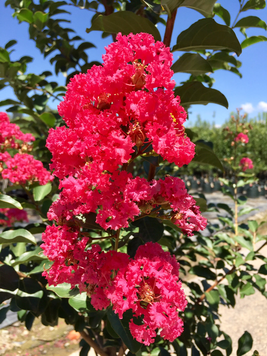 CREPE MYRTLE TUSCARORA 40CM