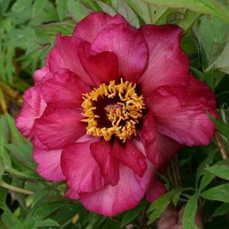 Peony Tree Banquet