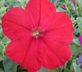 PETUNIA SPREADING RED - 4 CELL CARRY PACK