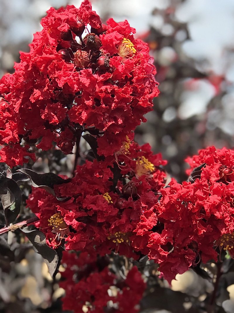 CREPE MYRTLE DIAMONDS IN THE DARK RED HOT 40CM