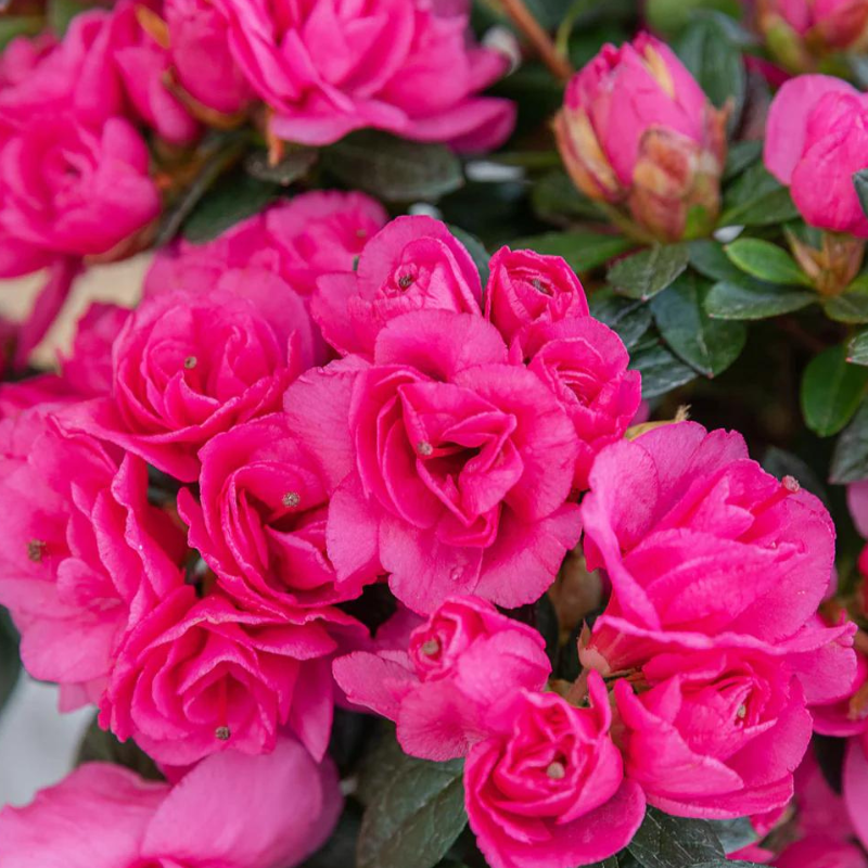 Azalea Ripples – The Heritage Nursery