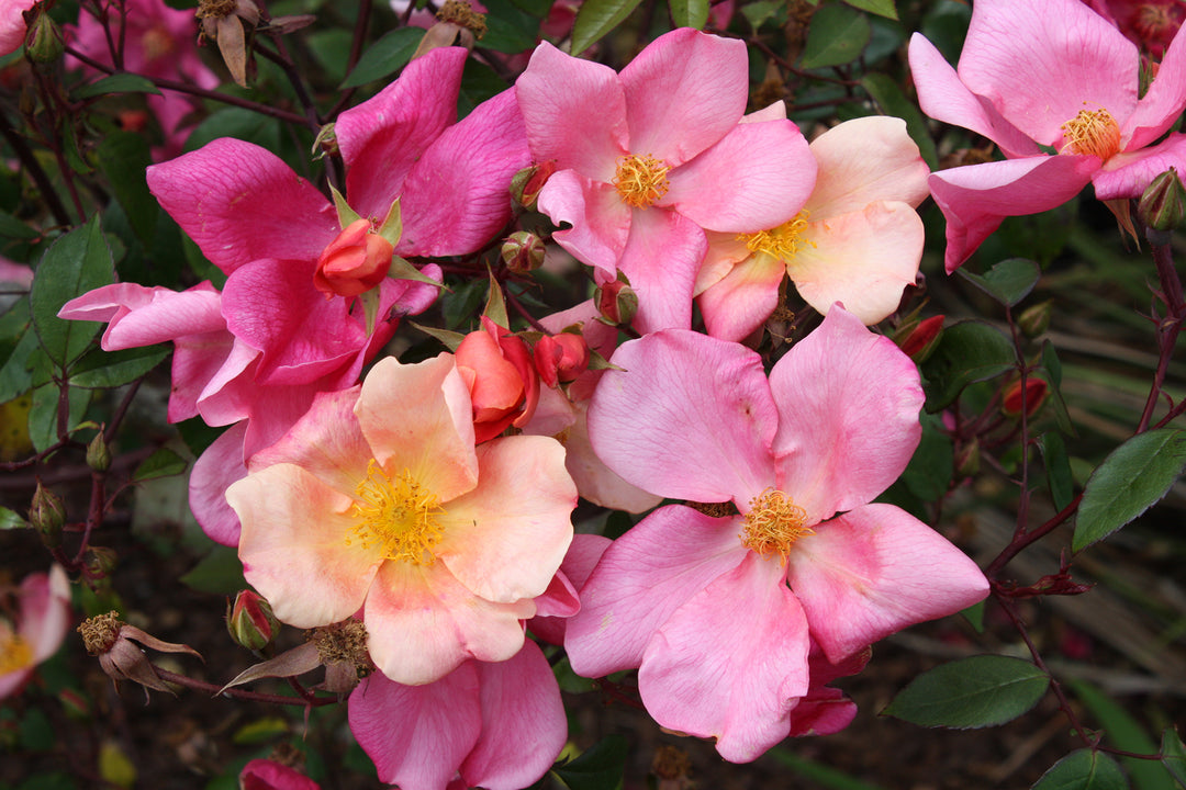 Mutabilis - Image 1