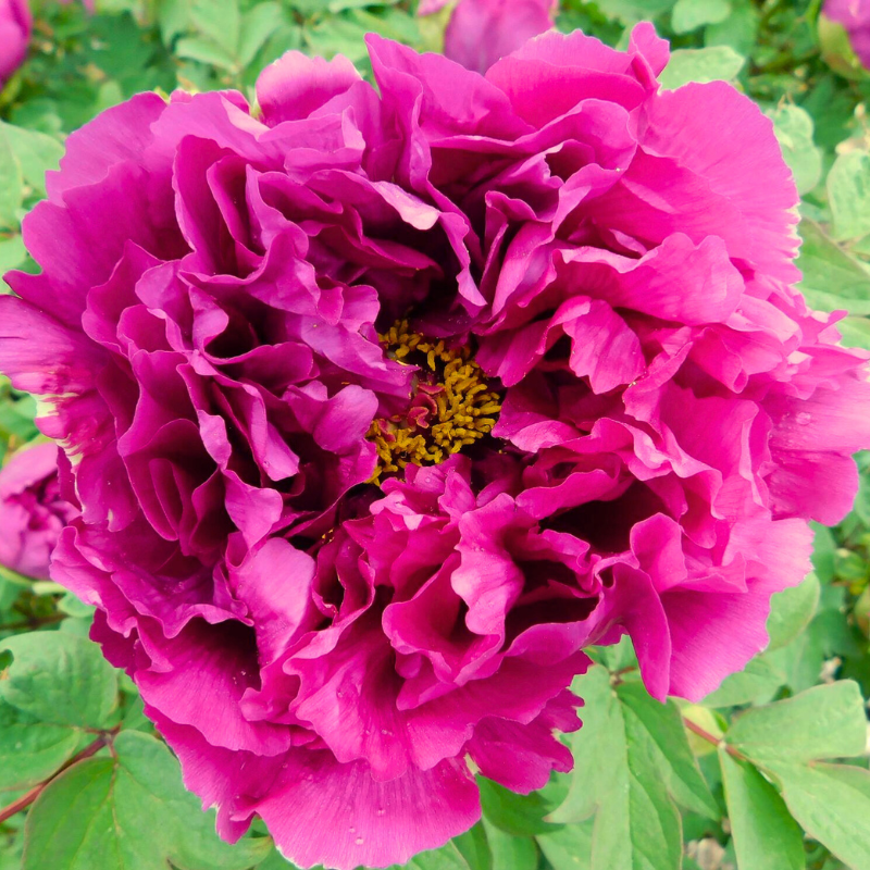 Peony Tree Rose Flame