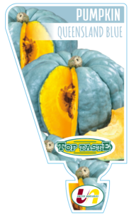 PUMPKIN QUEENSLAND BLUE PUNNET