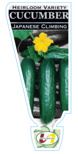 CUCUMBER HEIRLOOM JAPANESE CLIMBING PUNNET