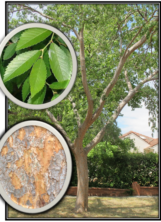 WEEPING CHINESE ELM YARRALUMLA FORM - ULMUS PARVIFOLIA 20CM POT