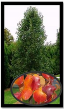 Load image into Gallery viewer, Pyrus Capital Ornamental Pear 50cm
