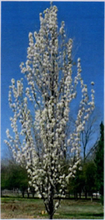 Load image into Gallery viewer, PYRUS CALLERYANA CAPITAL 25CM POT
