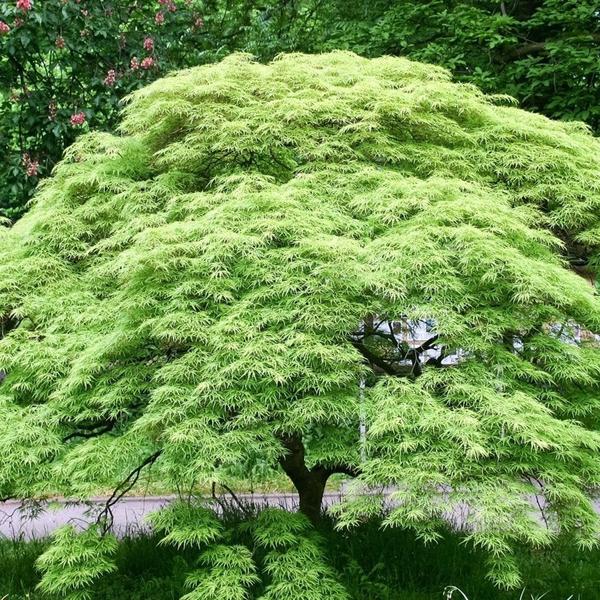MAPLES – The Heritage Nursery