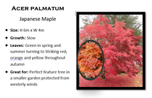 Load image into Gallery viewer, ACER PALMATUM 40CM
