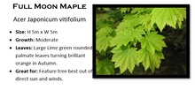 Load image into Gallery viewer, ACER VITIFOLIUM 40CM
