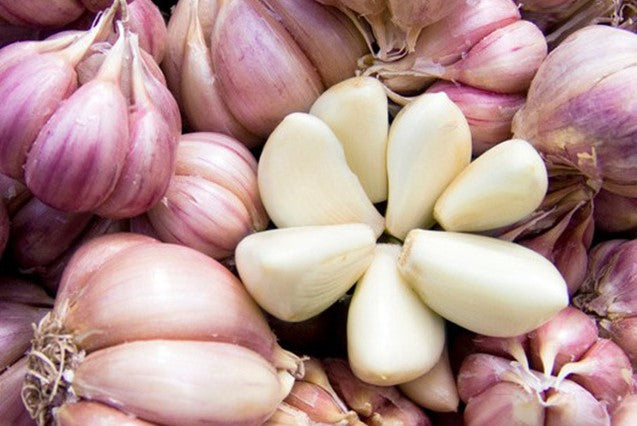GARLIC SICILIAN RED 10CM POT