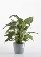 Load image into Gallery viewer, ECO POT AMSTERDAM 20cm BLUE GREY
