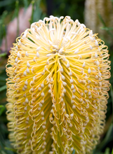 Load image into Gallery viewer, BANKSIA BIRTHDAY CANDLES 14CM pot
