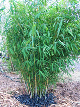 Load image into Gallery viewer, CLUMPING BAMBOO NEPALESE BLUE 20CM POT

