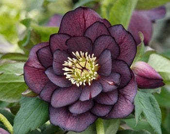 HELLEBORUS DOUBLE PURPLE 14CM POT