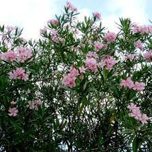 Load image into Gallery viewer, OLEANDER SINGLE PINK 20CM POT
