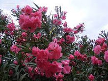 Load image into Gallery viewer, OLEANDER DOUBLE PINK 20CM POT
