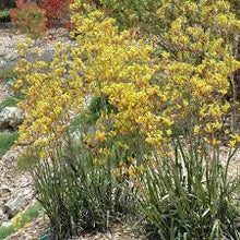 Load image into Gallery viewer, KANGAROO PAW - ANIGOZANTHOS LANDSCAPE GOLD 14CM POT
