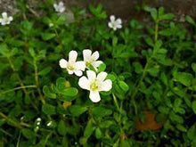 Load image into Gallery viewer, BRAHMI THE MEMORY HERB 10CM POT

