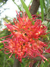 Load image into Gallery viewer, GREVILLEA  WINPARA SUNRISE 140MM POT
