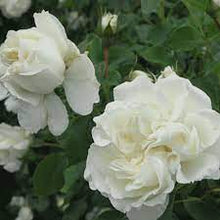 Load image into Gallery viewer, ROSE MEIDILAND WHITE 14CM POT
