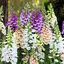 FOXGLOVE - DIGITALIS DALMATIAN MIX 14CM POT