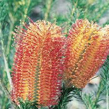 Load image into Gallery viewer, BANKSIA BIRD SONG 14CM POT

