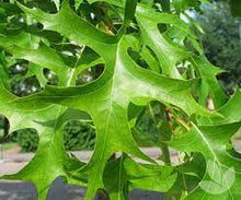 Load image into Gallery viewer, GREEN PILLAR PIN OAK - QUERCUS PALUSTRIS PRINGREEN 40CM POT
