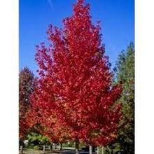 Load image into Gallery viewer, LIQUIDAMBAR STYRACIFULA 25CM POT
