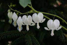Load image into Gallery viewer, BLEEDING HEART - WHITE 14CM POT
