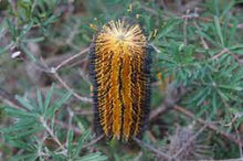 Load image into Gallery viewer, BANKSIA BLACK MAGIC 14CM POT
